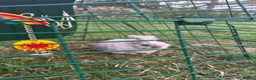 Angora rabbits for sale: Male Angora Rabbit  in Shepton Mallet - Advert 1