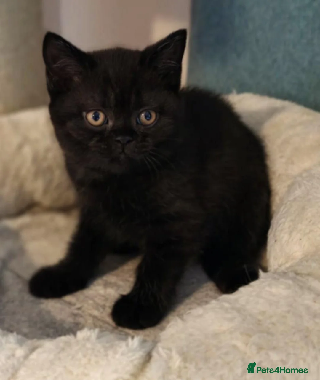 British Shorthair cats for sale: Beautiful Black BSH Kittens £995 GCCF ready 18/9 - Advert 11