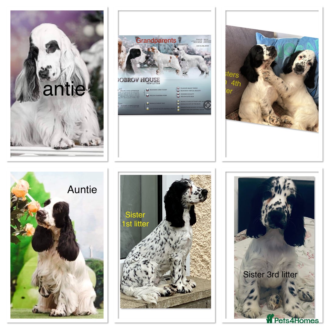 Cocker Spaniel dogs for sale: Beautiful English Cocker Spaniel Girl  - Advert 4