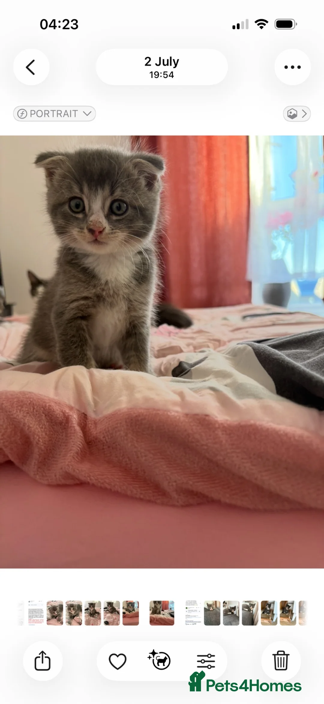 Mixed Breed cats for sale: Scottish fold mixed with mixed breed 2 boys  in Chatham - Advert 2