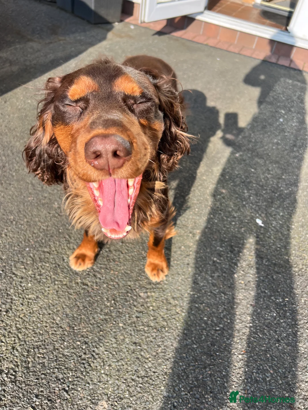 Cocker Spaniel dogs for stud: 🐾 Proven Stud - Healthy Working Cocker Spaniel 🐾 - Advert 12