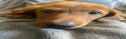 Labrador Retriever dogs for sale: Extensively health tested  Red Labrador puppies  - Advert 13