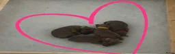 Italian Greyhound dogs for sale: KC registered Beautiful pups - Advert 11