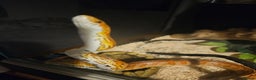 Corn Snake reptiles for sale: Female Tessera Corn Snake - Advert 2
