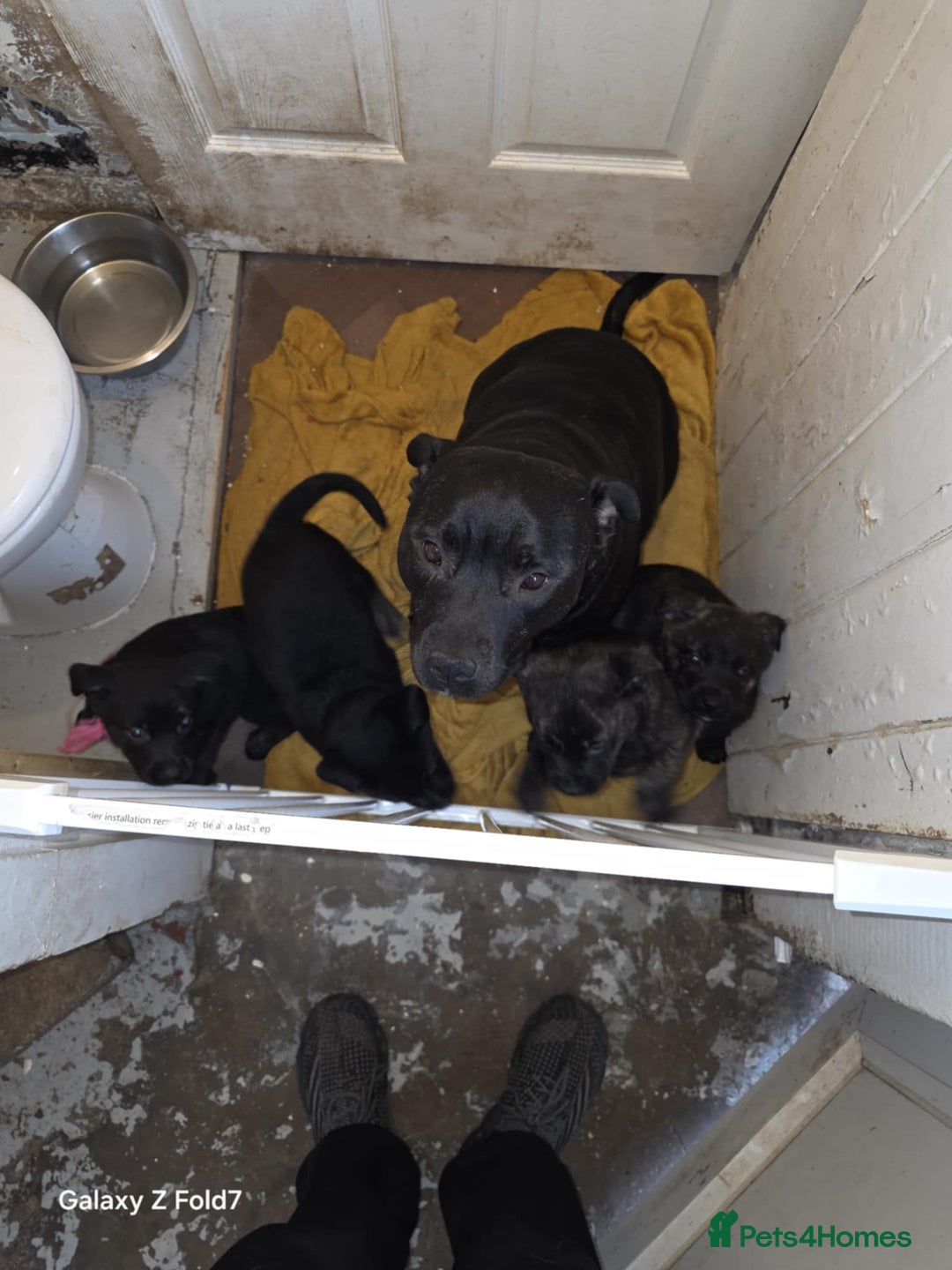 Mixed Breed dogs for sale: 6 week old staff x German pups  - Advert 7