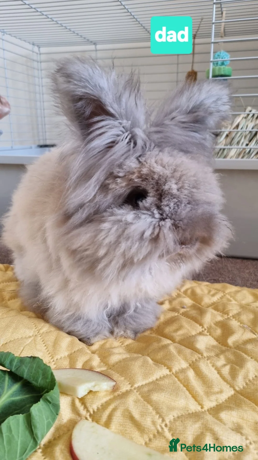 Angora rabbits for sale: Beautiful baby full breed Angoras - Advert 20
