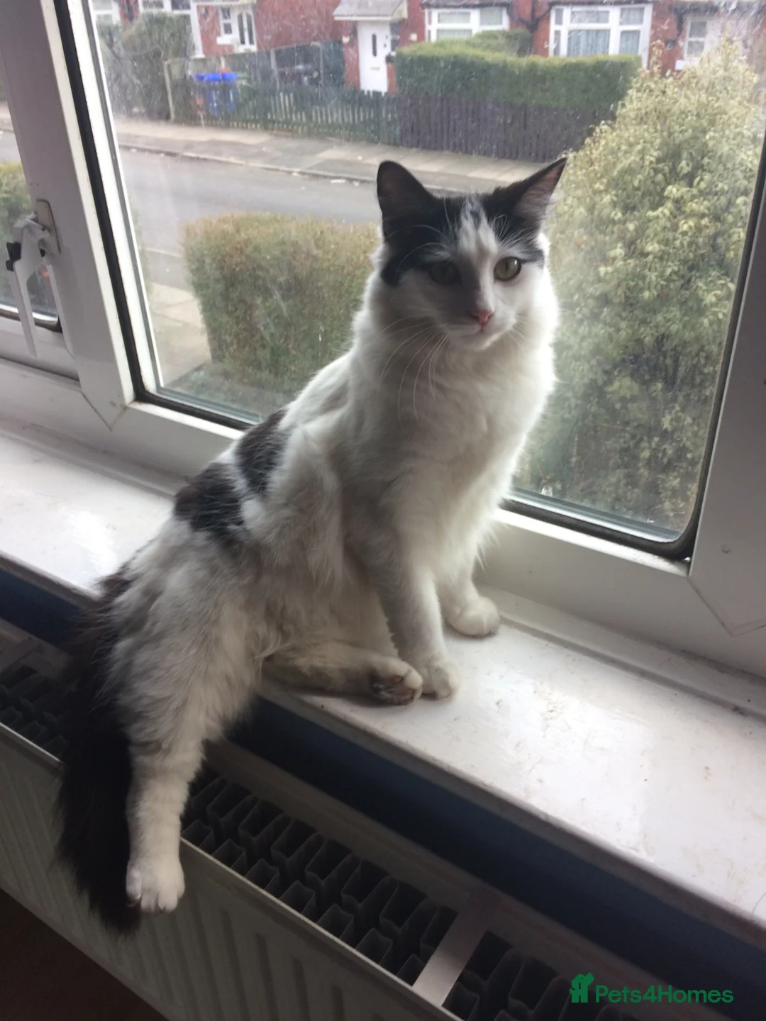 Mixed Breed cats for sale: Leah and Spotty - Advert 1