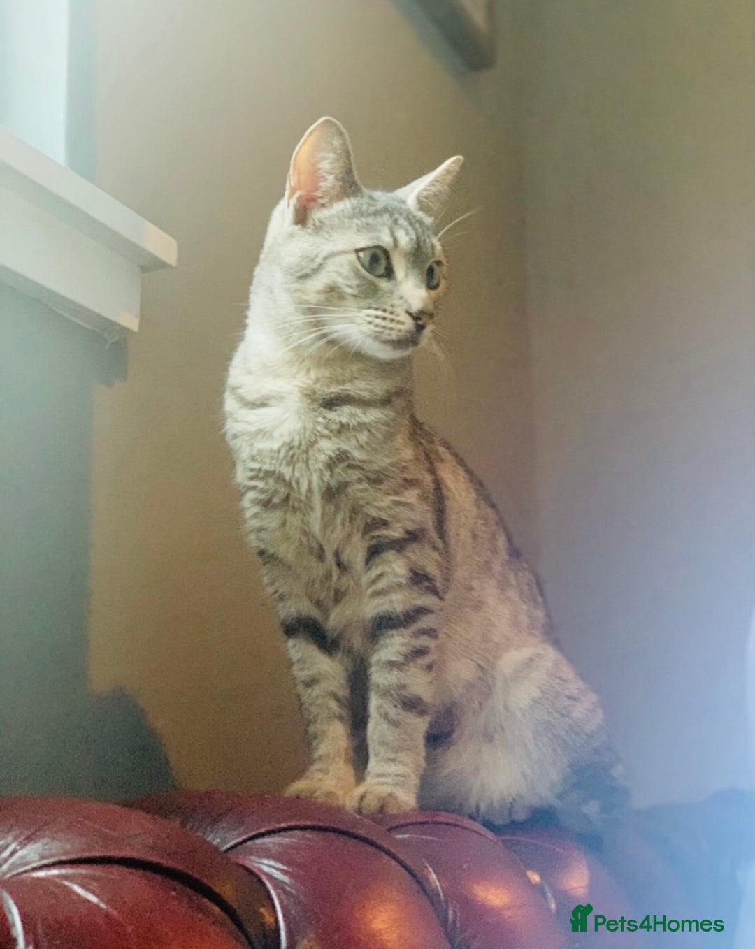 British Shorthair cats for sale: BRITISH SHORTHAIR KITTENS - Advert 14