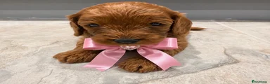 Cavapoo 7