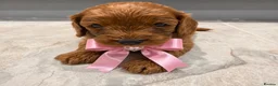 Cavapoo dogs for sale: Beautiful F1 Cavapoo's 🧬 Health Tested Parents - Advert 3