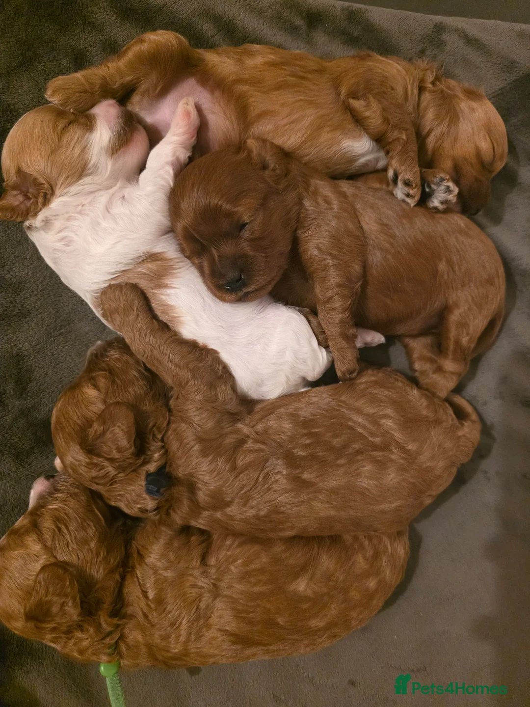 Cavapoo dogs for sale: Small F2 Cavapoo Puppies – Family Raised - Advert 35