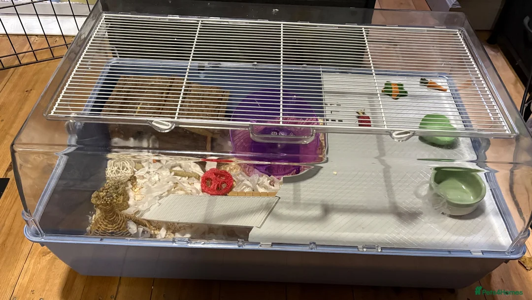 Mouse rodents for sale: Really friendly fluffy black male with full set up - Advert 2