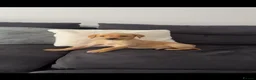 Labrador Retriever dogs for sale: 10week old yellow Labrador retriever - Advert 3