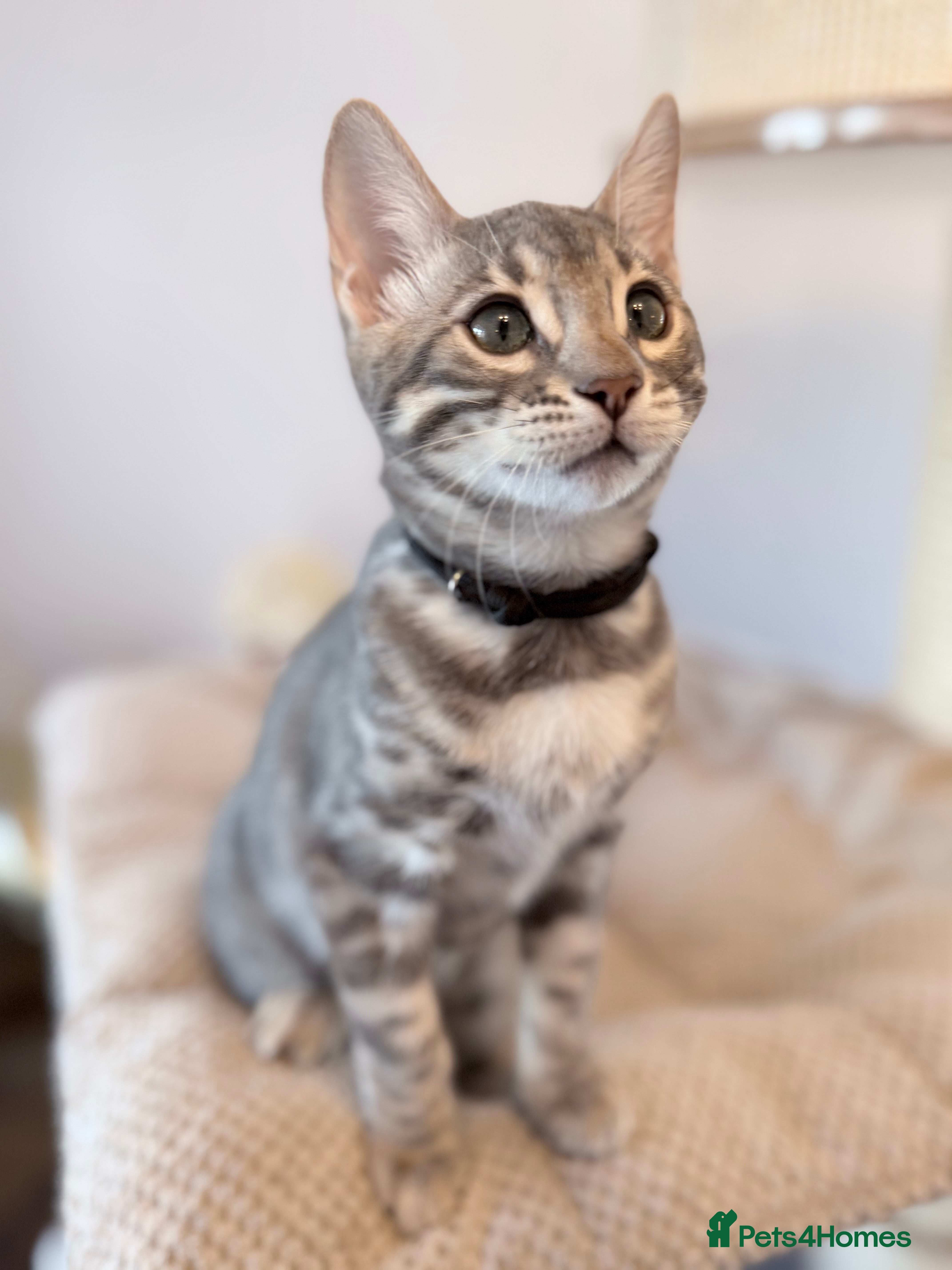 Bengal cats Exceptional Silver, Blue & Brown Bengal Kittens  - Advert 2