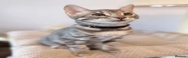🩶 Meet BITORA – A Rare Blue Bengal Girl 🩶