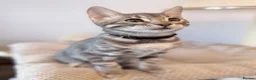 Bengal cats for sale: Exceptional Bengal Kittens Ready Now  - Advert 7