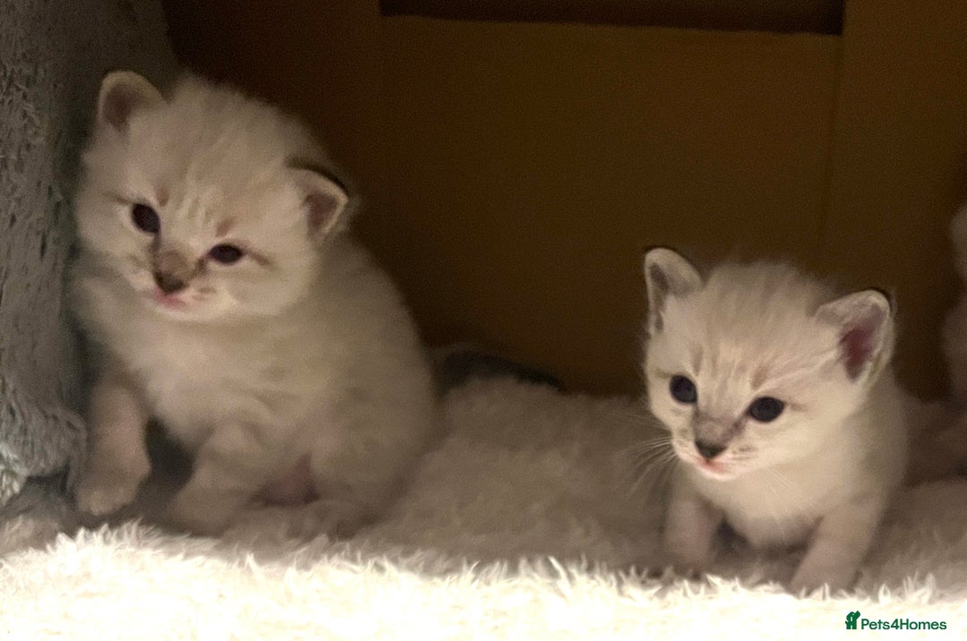 Ragdoll cats for sale: Ragdoll-mix Kittens – Ready 7th March (1 Reserved) - Advert 2