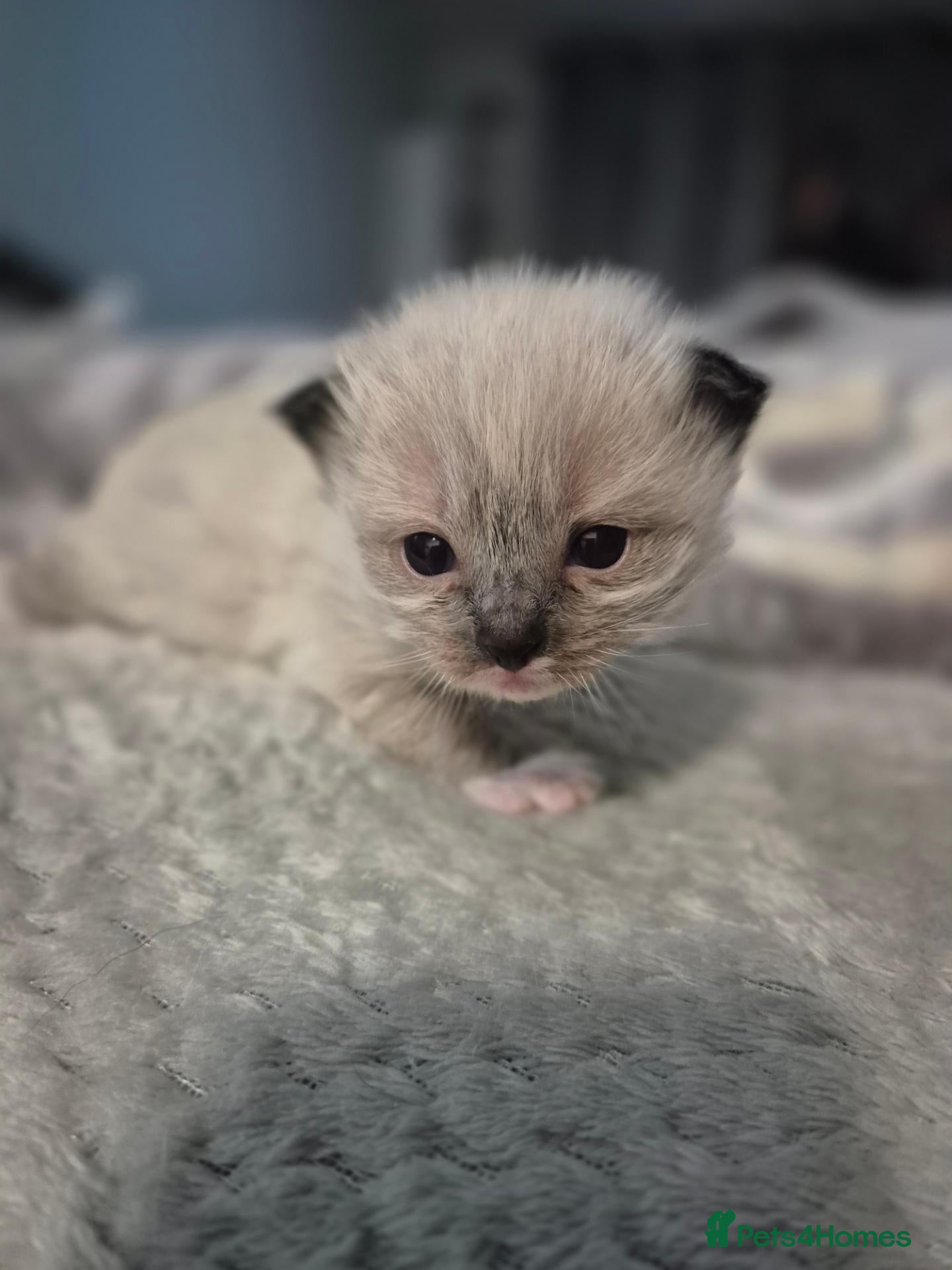 Ragdoll cats ✨️ Rare Seal/Blue Mink Ragdoll Kittens - Advert 1