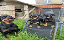 Rottweiler dogs for sale: 🏆(Kc)Champion bloodline Rottweiler puppies. - Image 21