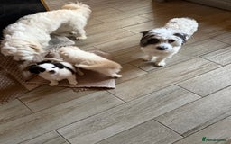 Mixed Breed dogs for sale: Bichon Maltese - Image 7