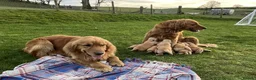 Golden Retriever dogs for sale: Beautiful KC Golden Retriever Puppies - Advert 16
