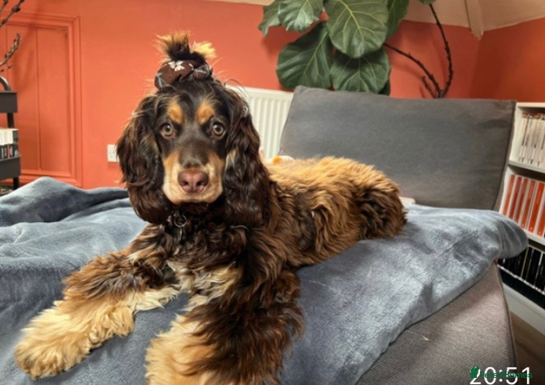 Cocker Spaniel dogs for sale: Kc Reg Pure bred show (Health Tested) - Image 10