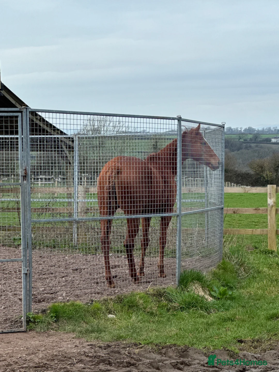 English Thoroughbred horses for sale: OTTB Chestnut Mare - Advert 5