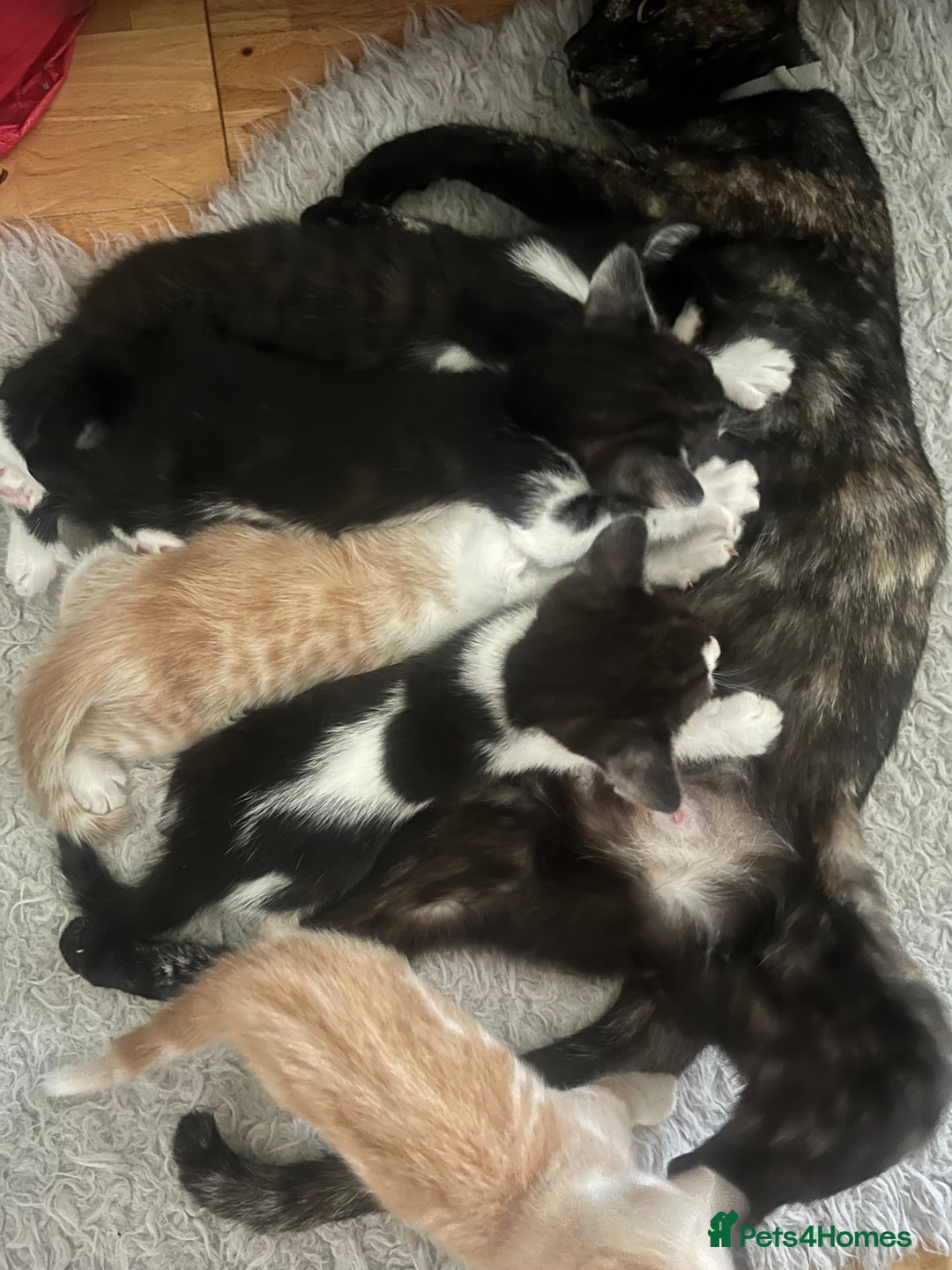 Mixed Breed cats for sale: Lovely playful kittens  - Image 14