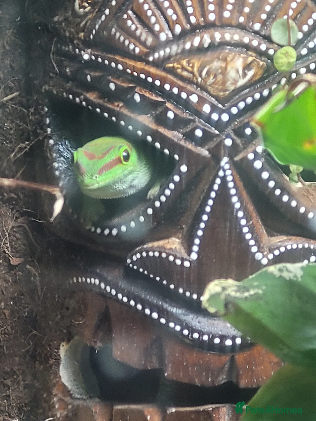 Gecko reptiles for sale: Giant Madagascan day Gecko - Advert 3