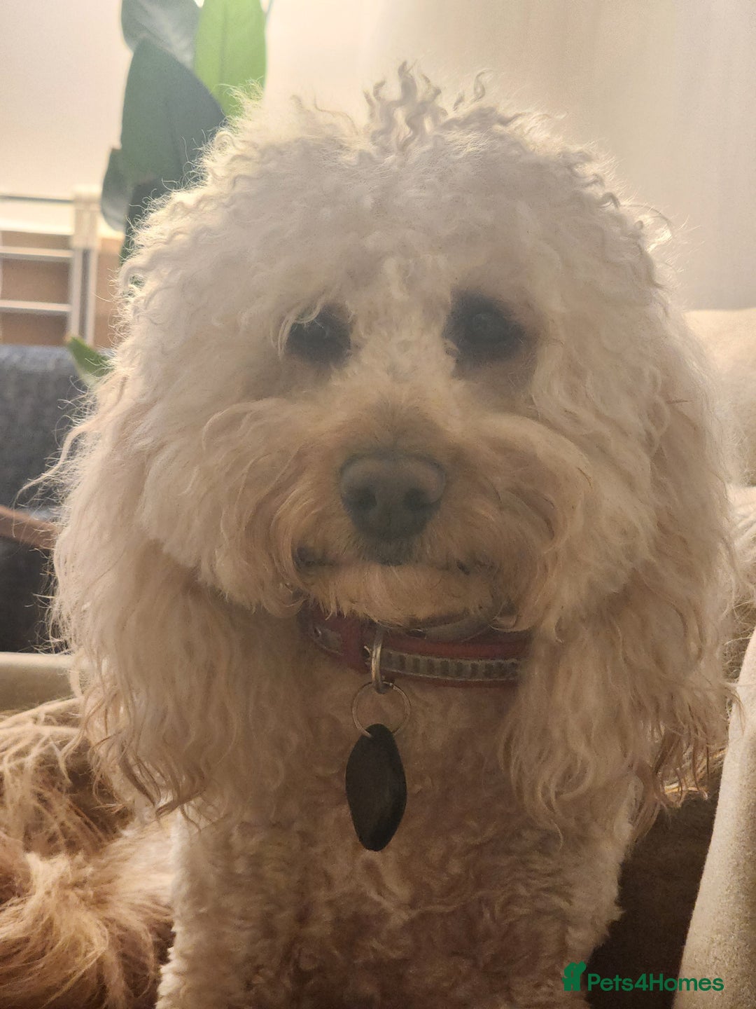 Cavapoo dogs for stud: Cavapoo male for stud in London  - Image 2