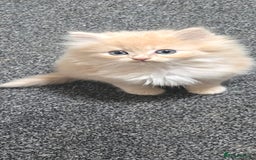 Persian cats for sale: Ginger Persian/Ragdoll male - Image 3