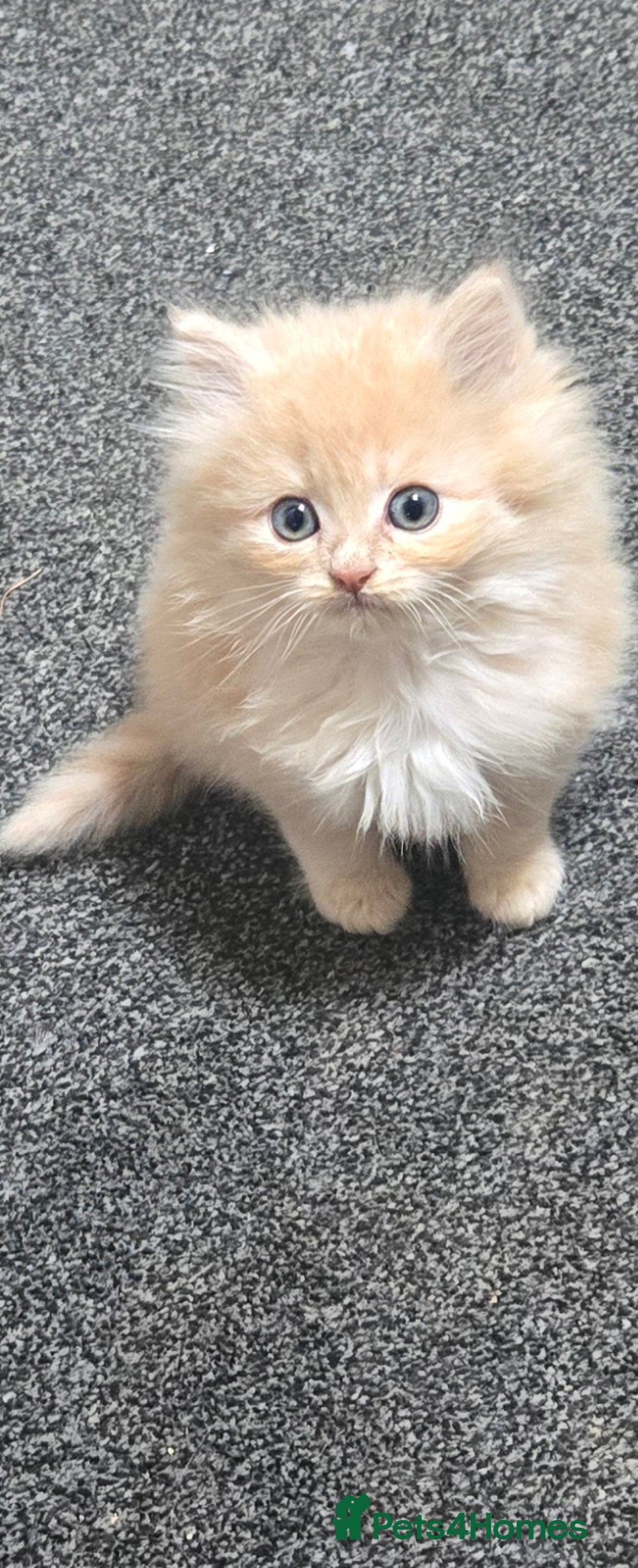 Persian cats for sale: Ginger Persian/Ragdoll male - Image 3