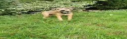 Mixed Breed dogs for sale: 7 beautiful staffie x labradoodle puppies for sale - Advert 5