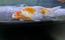 Fancy Goldfish fish for sale: Large Fancy goldfish 2 oranda one ranchu  - Image 6