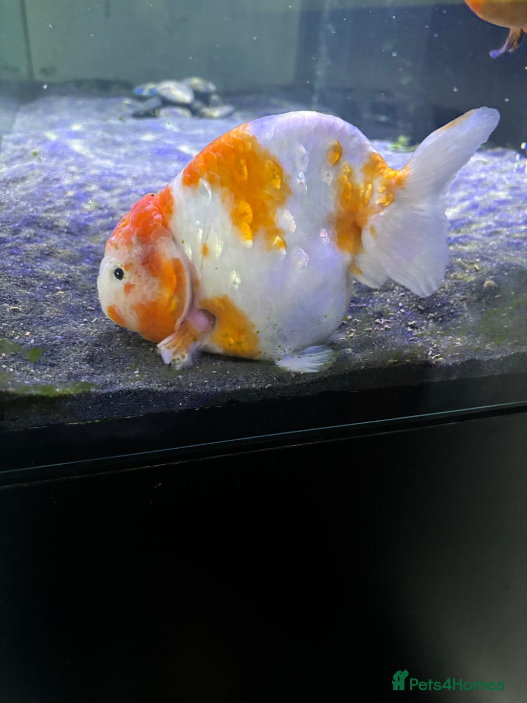 Fancy Goldfish fish for sale: Large Fancy goldfish 2 oranda one ranchu  - Image 6