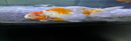 Fancy Goldfish fish for sale: Large Fancy goldfish 1 oranda one ranchu  - Advert 4
