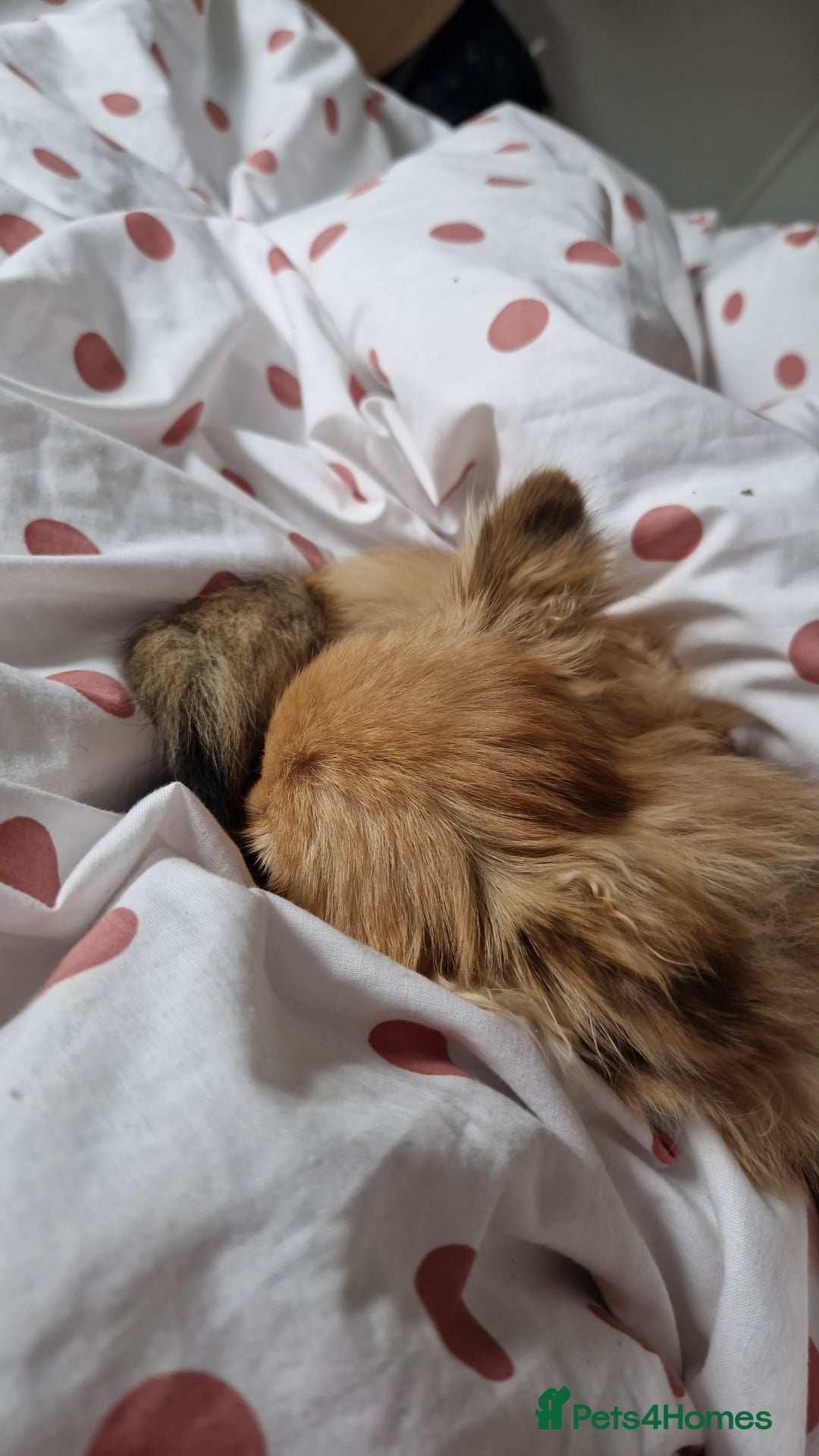 Pomchi dogs for sale: Handsome full breed pomchi  - Image 4