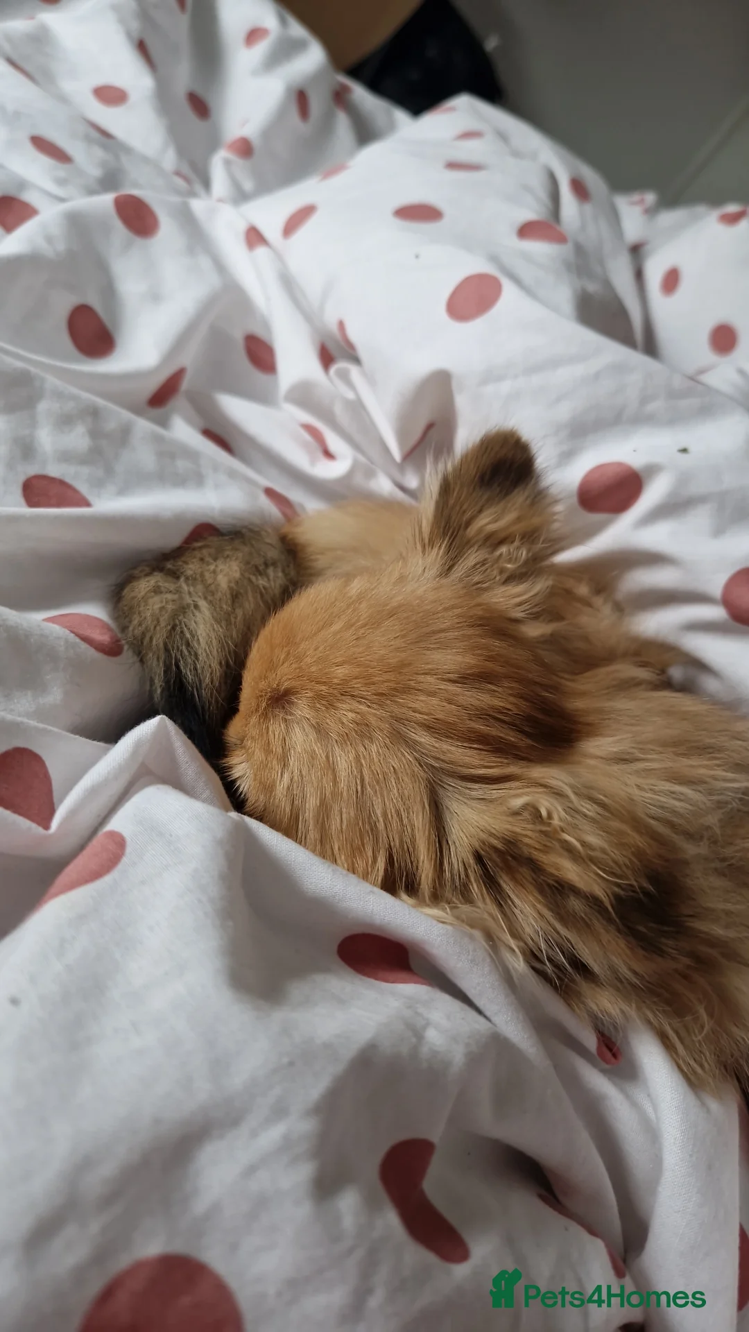 Pomchi dogs for sale: Handsome full breed pomchi  - Advert 4