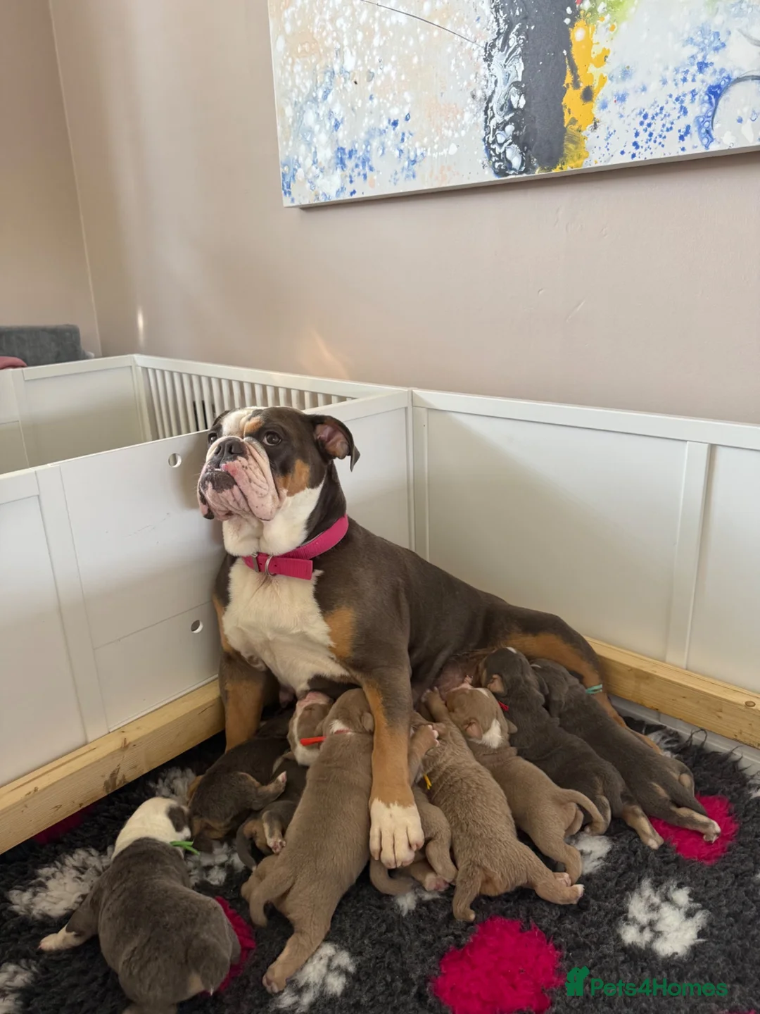 Olde English Bulldogge dogs for sale: Olde English Bulldogge, Mix Colours & Fluffy Gene in Canvey Island - Advert 1