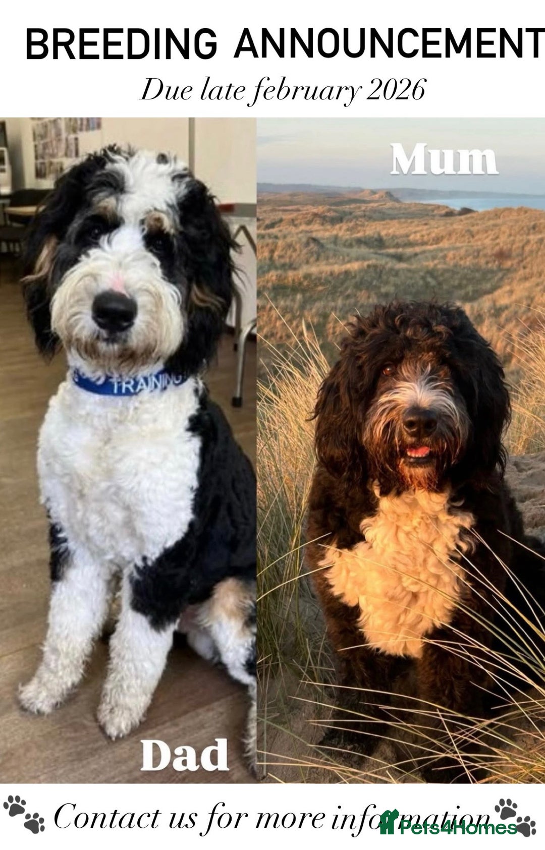 Bernedoodle dogs for sale: Expecting Litter End Feb 2026 - Newcastle  - Advert 1