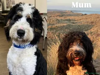 Bernedoodle dogs Expecting Litter End Feb 2026 - Newcastle - Advert 2