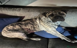 Boerboel dogs for stud: Beautiful South African Boerboel for Stud - Image 2