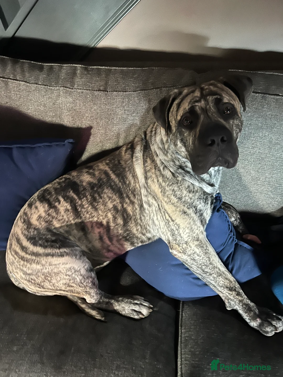 Boerboel dogs for stud: Beautiful South African Boerboel for Stud - Advert 2