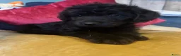 Labradoodle dogs for sale: Toy Labradoodle Puppies - Ready Now!  - Advert 23