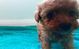 Toy Poodle dogs for sale: toy poodles from k.c.registered DNA tested parents - Image 14