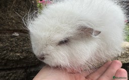 Guinea Pig rodents for sale: Beautiful Swiss guinea pig sows (girls) - Image 7