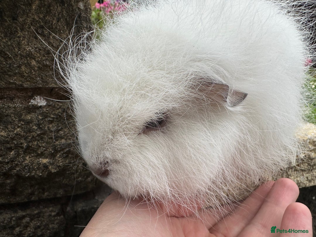 Guinea Pig rodents for sale: Beautiful Swiss guinea pig sows (girls) - Image 7