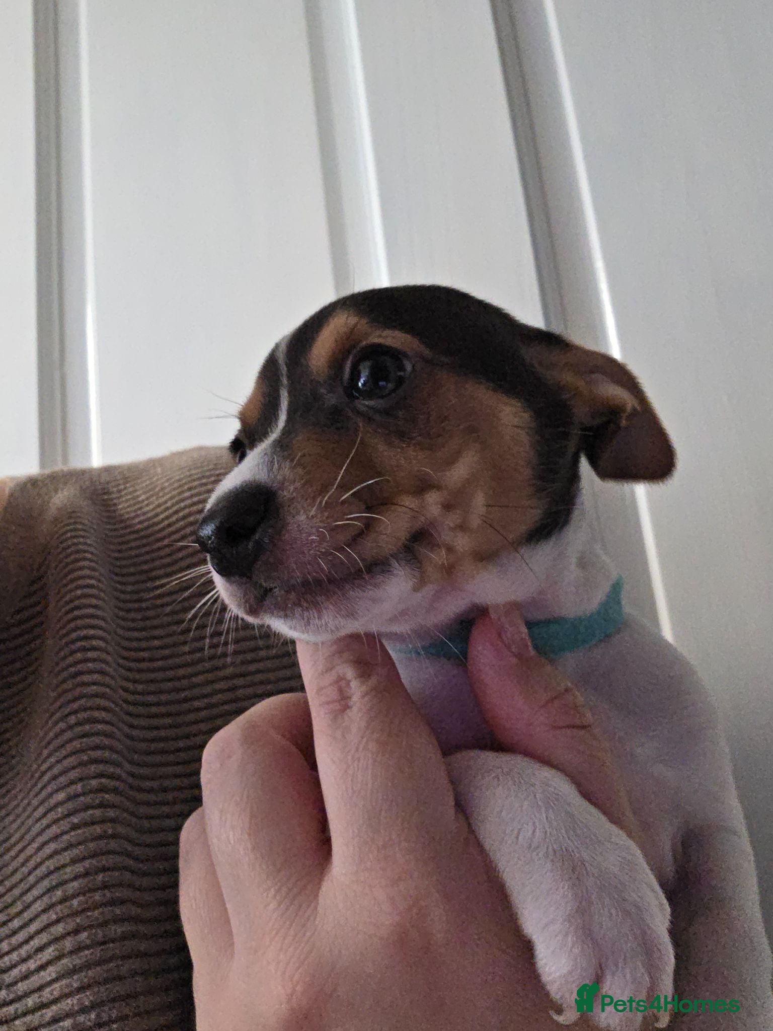 Jack Russell dogs 2 STUNNING BOYS LEFT Jack Russell Pups - Advert 2