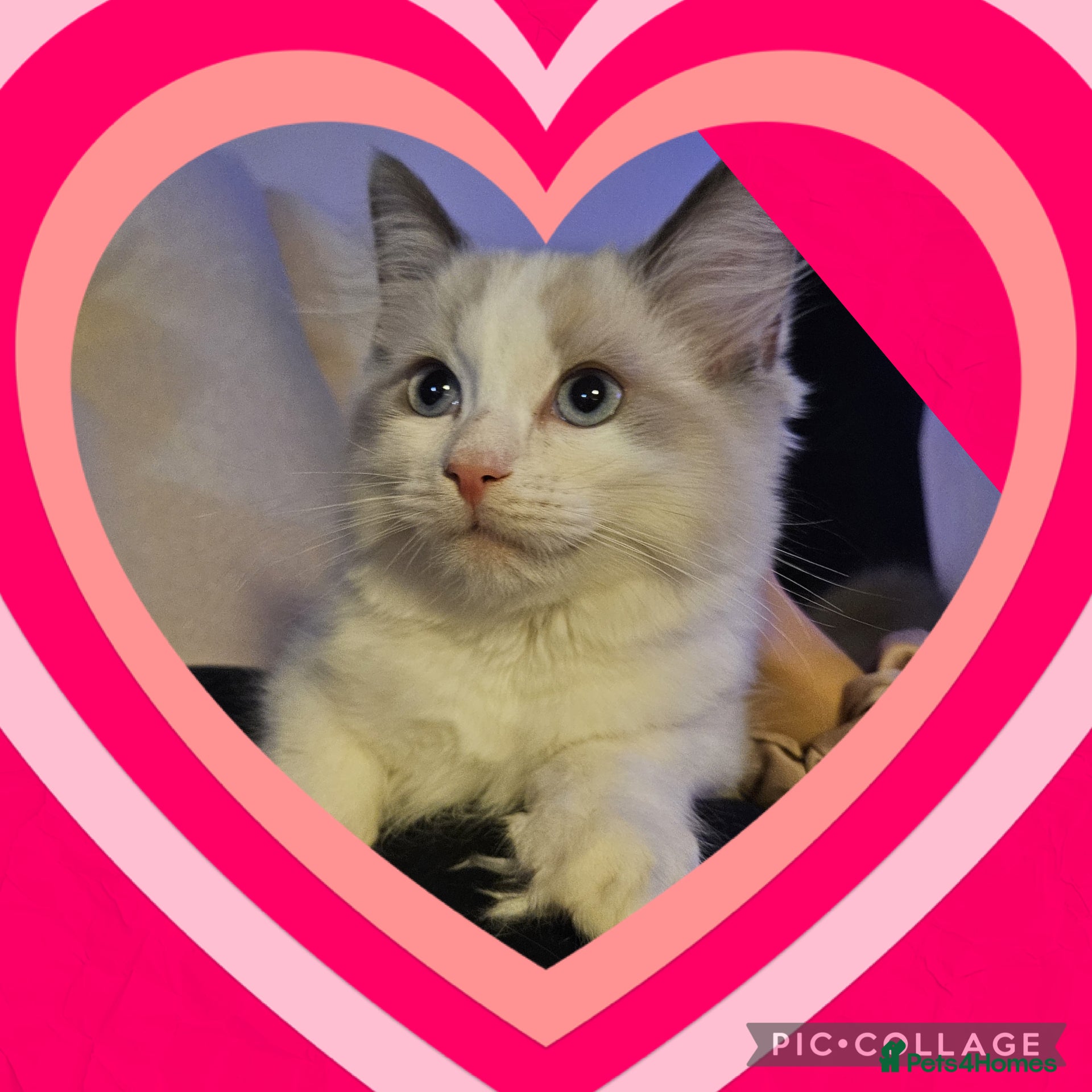 Ragdoll cats 💙Last GCCF Ragdoll Boy left - Blue bicolour  - Advert 3