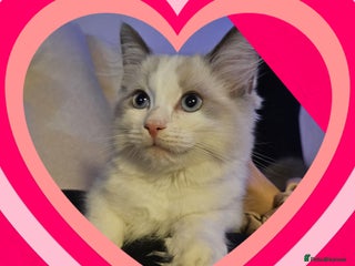 Ragdoll cats 💙Last GCCF Ragdoll Boy left - Blue bicolour - Advert 3